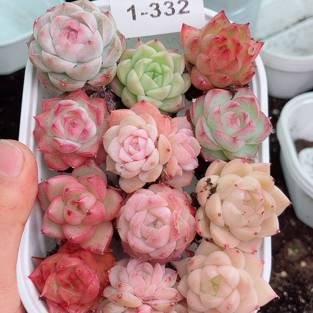 风***间1-332 新疆西藏内蒙不发12.8包邮2-3公分