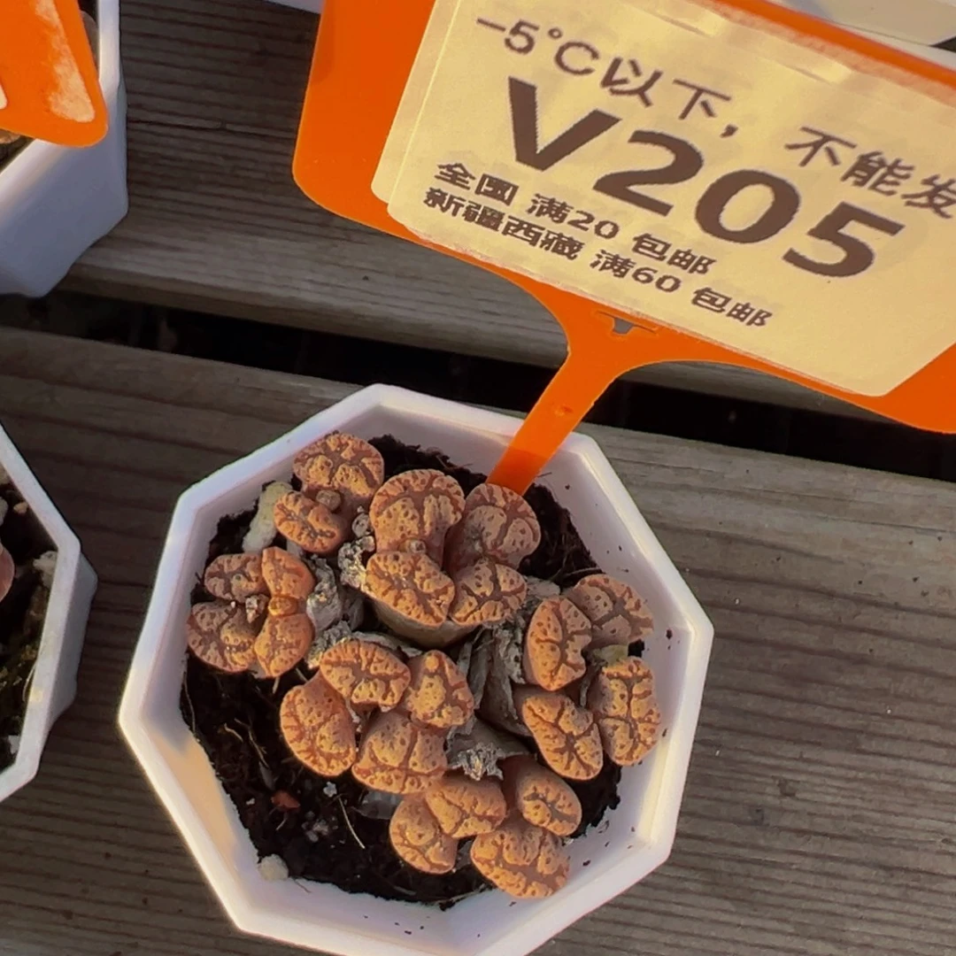 205 一物一拍，默认有伤，介意勿拍，不退不换