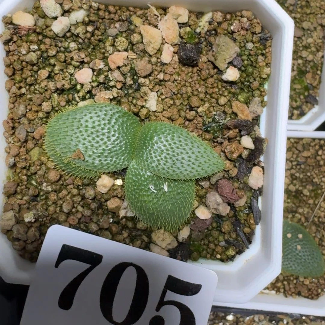 刺叶灯台百合多肉