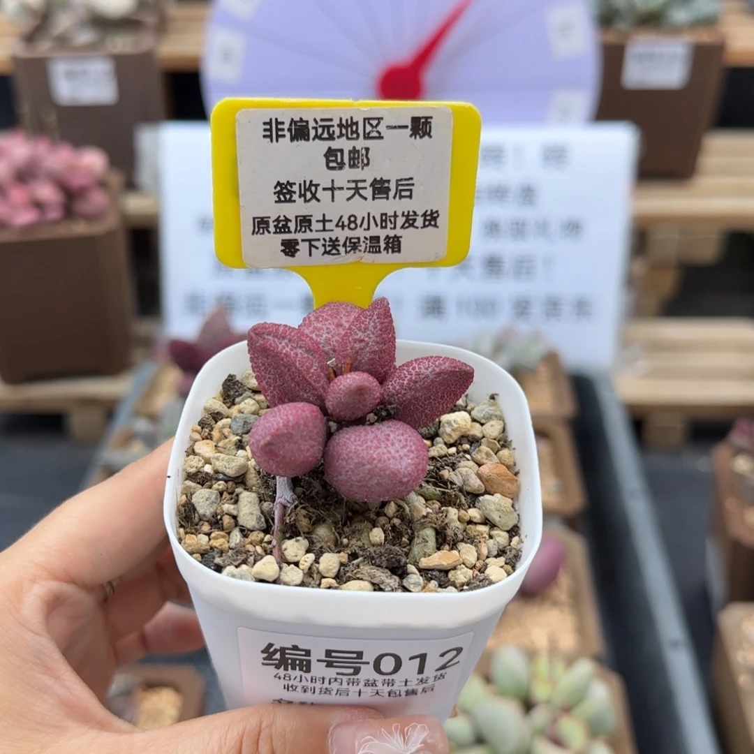 012糖果多肉植物