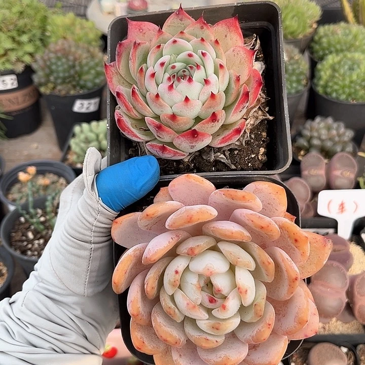 362 橙子 水蜜桃 脱土