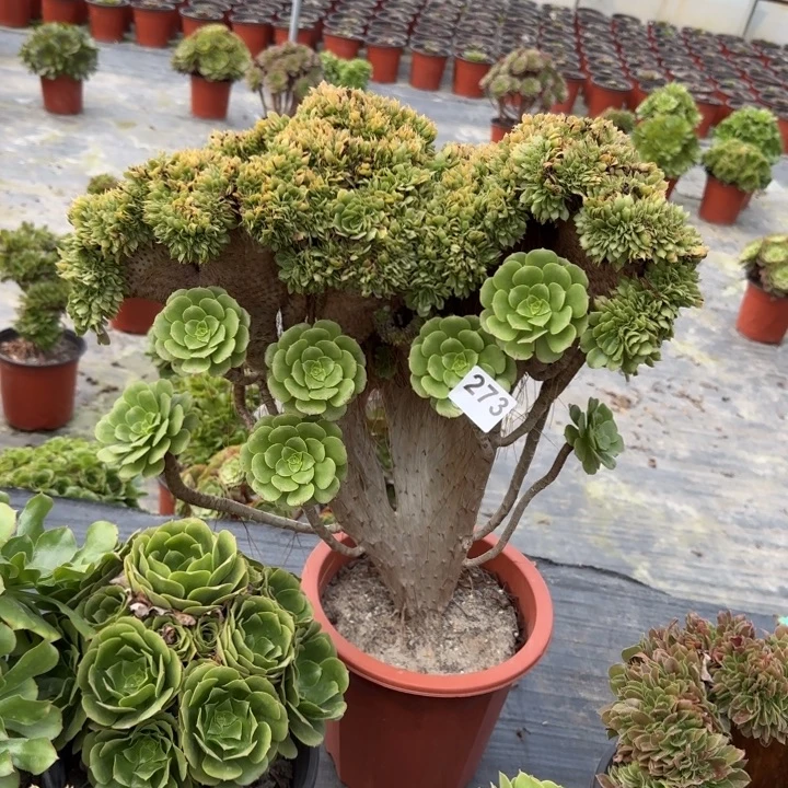 咖***啡多肉植物绿羊绒缀273