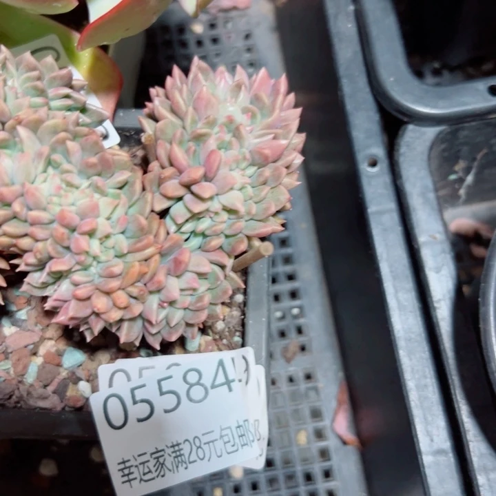 幸运的是我还没遇到过