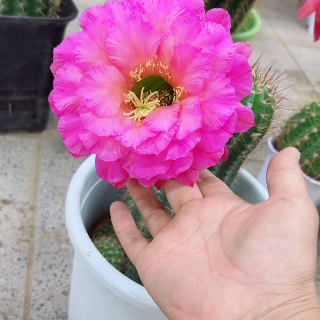 下122毛花柱根歪斑点掰花脱土发货掉侧芽无售后