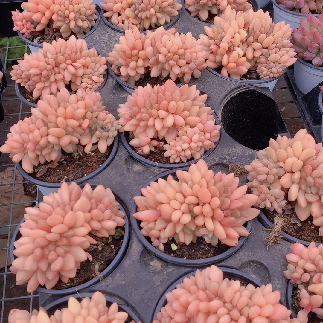 黄体水晶球缀化3456778899