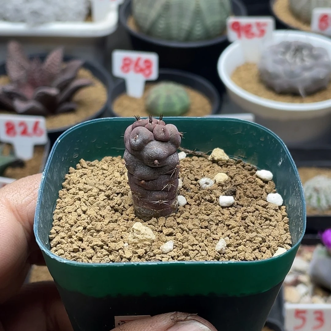 实生习志野仙人球 带盆土包邮