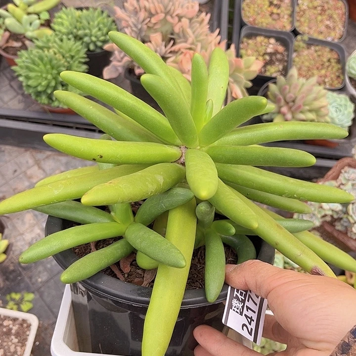 椰子树24172多肉植物