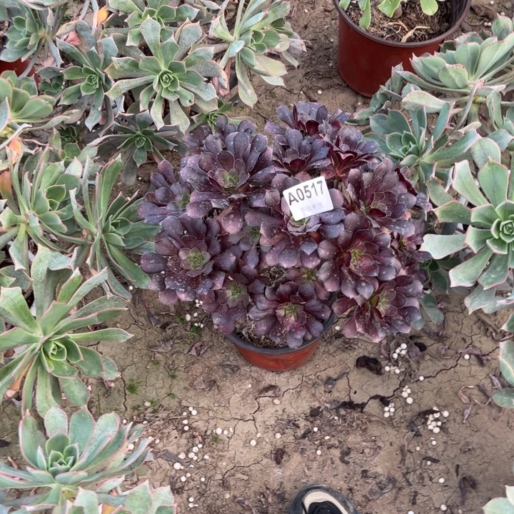 517 多肉法师不包断枝