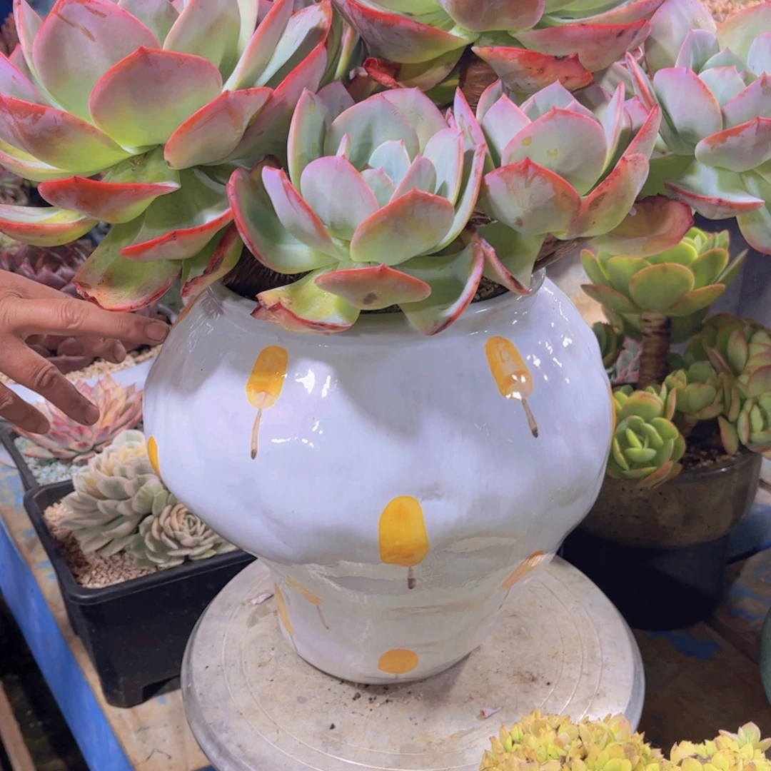 多肉植物保护研究所所长的