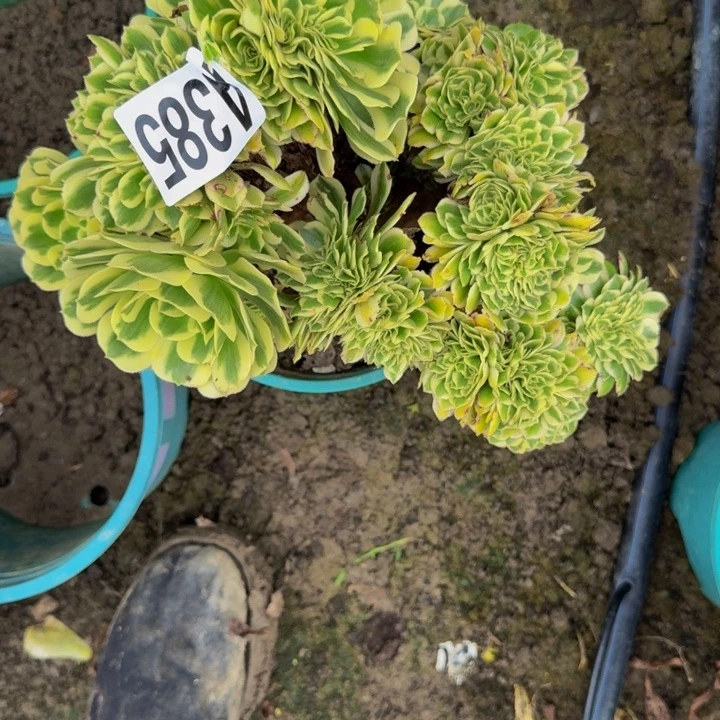迈巴克花30-29包邮花花