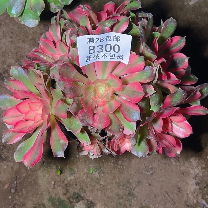 8300香妃多肉植物