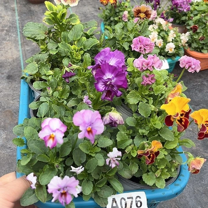 76号角堇清棚6棵