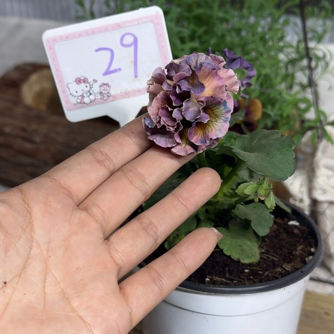 全部花朵1210  抖音29号个别根系弱退毒不售后介意勿拍