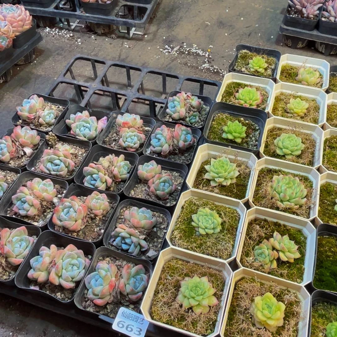 663多肉植物的生长发育
