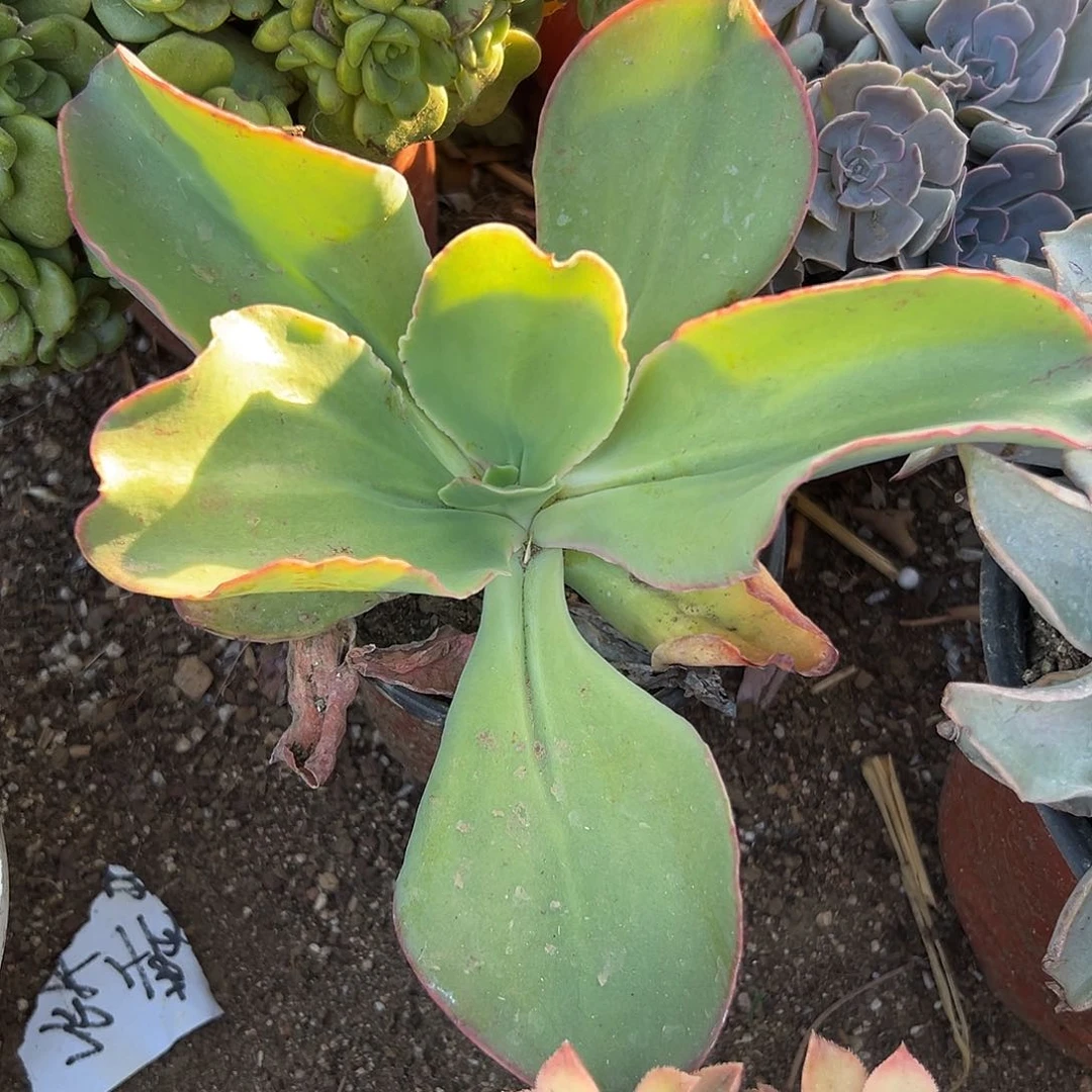 多肉植物帕比玫瑰