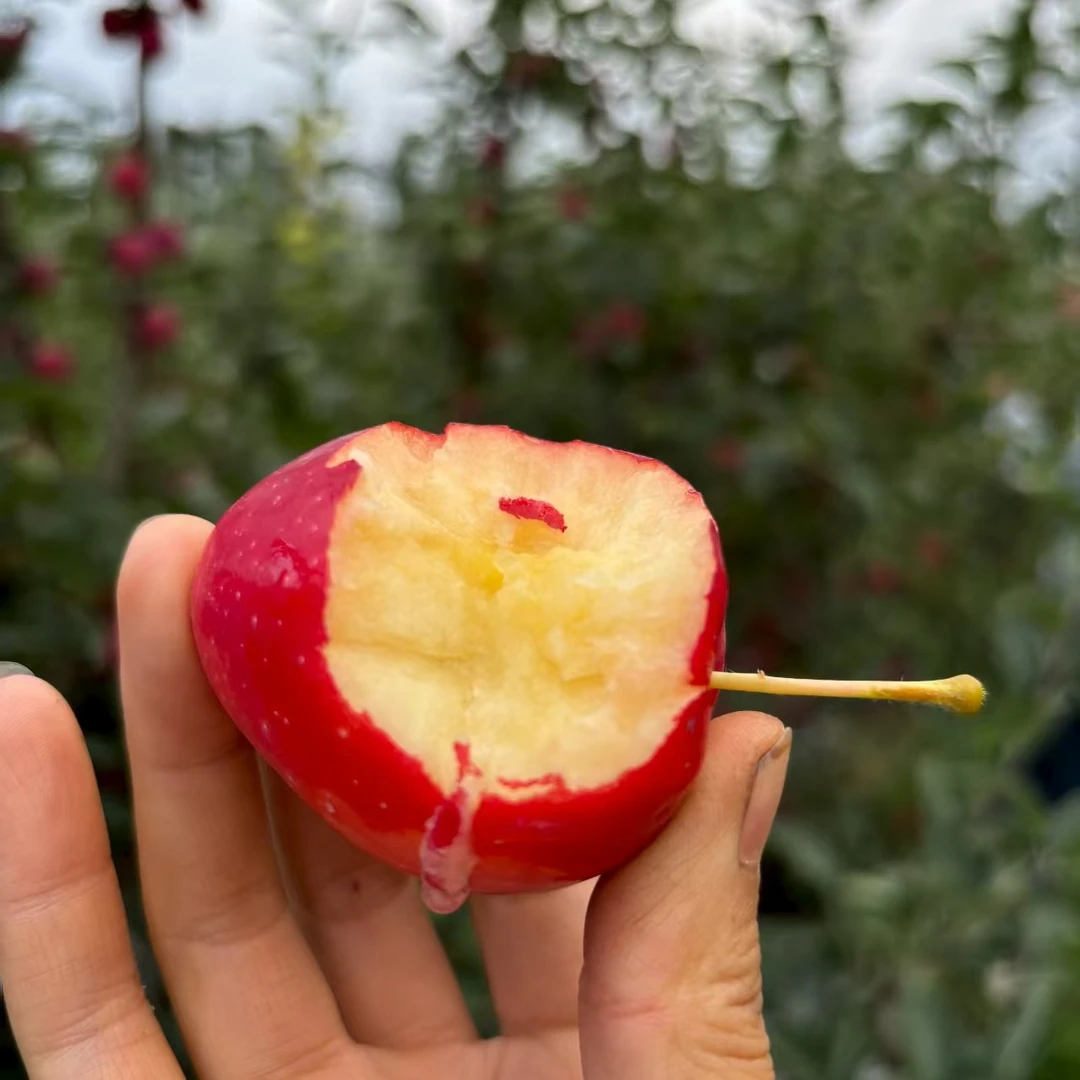 新疆阿克苏香妃海棠小苹果脆甜多汁现摘现发顺丰包邮