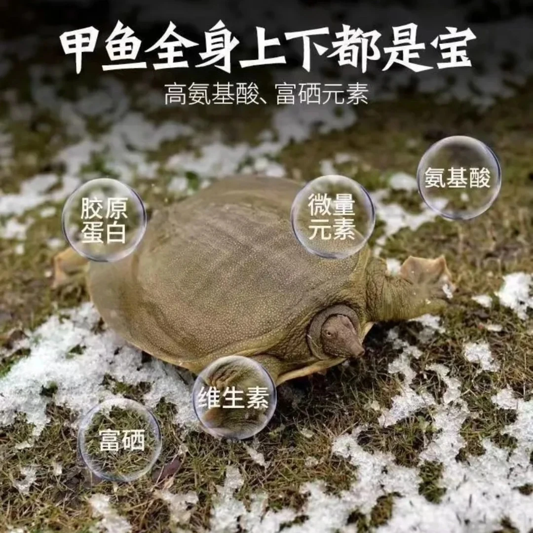 鲜活外塘拍一发三到手3只（6-7斤）生猛甲鱼水鱼滋补到家