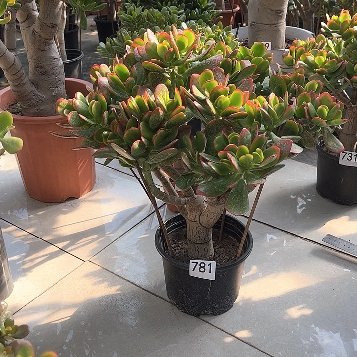 彩玉树花月独杆老桩