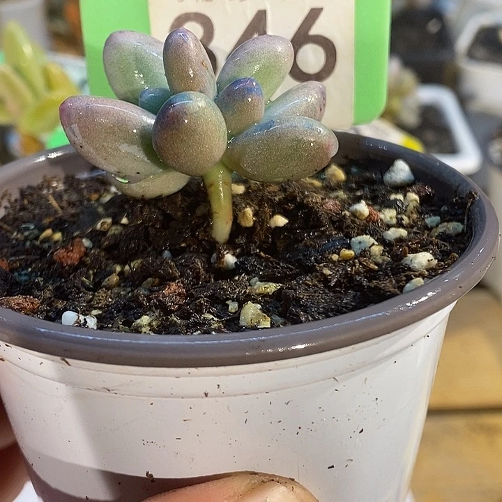 米可小树带拉丝346号的啊啊多肉啊啊啊