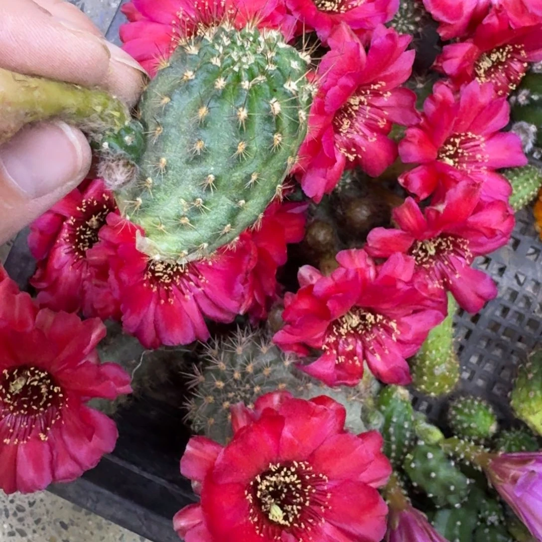 340白檀血色2个无根侧牙小，20包邮