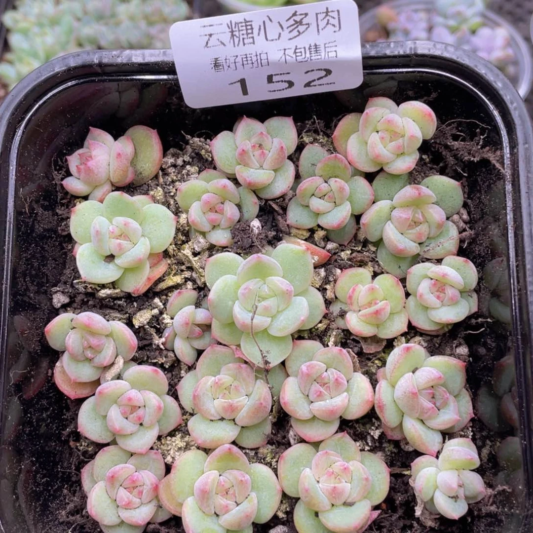 云糖心多肉植物152