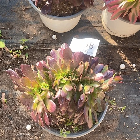 398欧紫缀化多肉法师锦