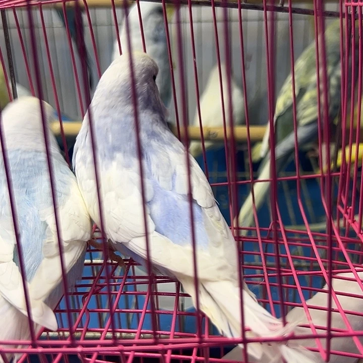 虎皮鹦鹉大头俩只的