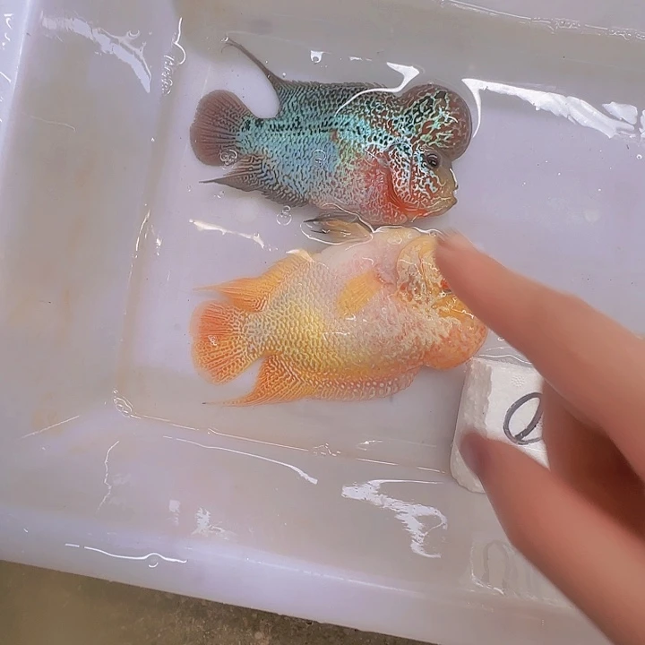 海水啊啊啊啊啊啊啊