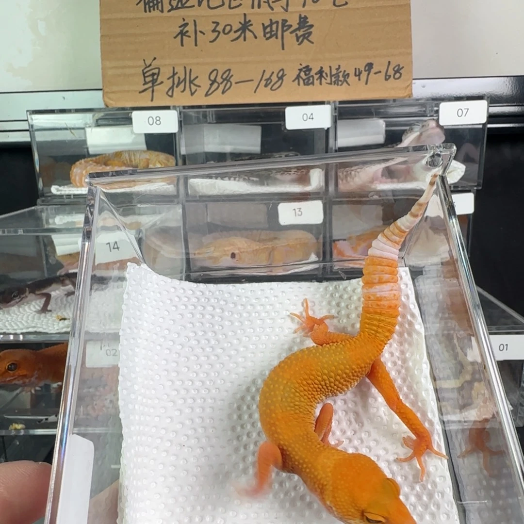 豹纹守宫雨水蜜橘妹妹