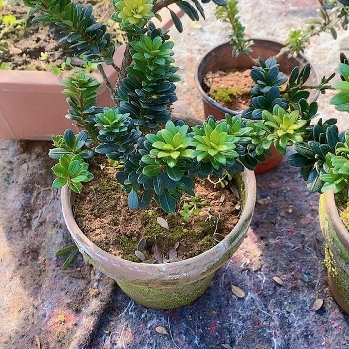 用****2罗汉松鲜花绿植