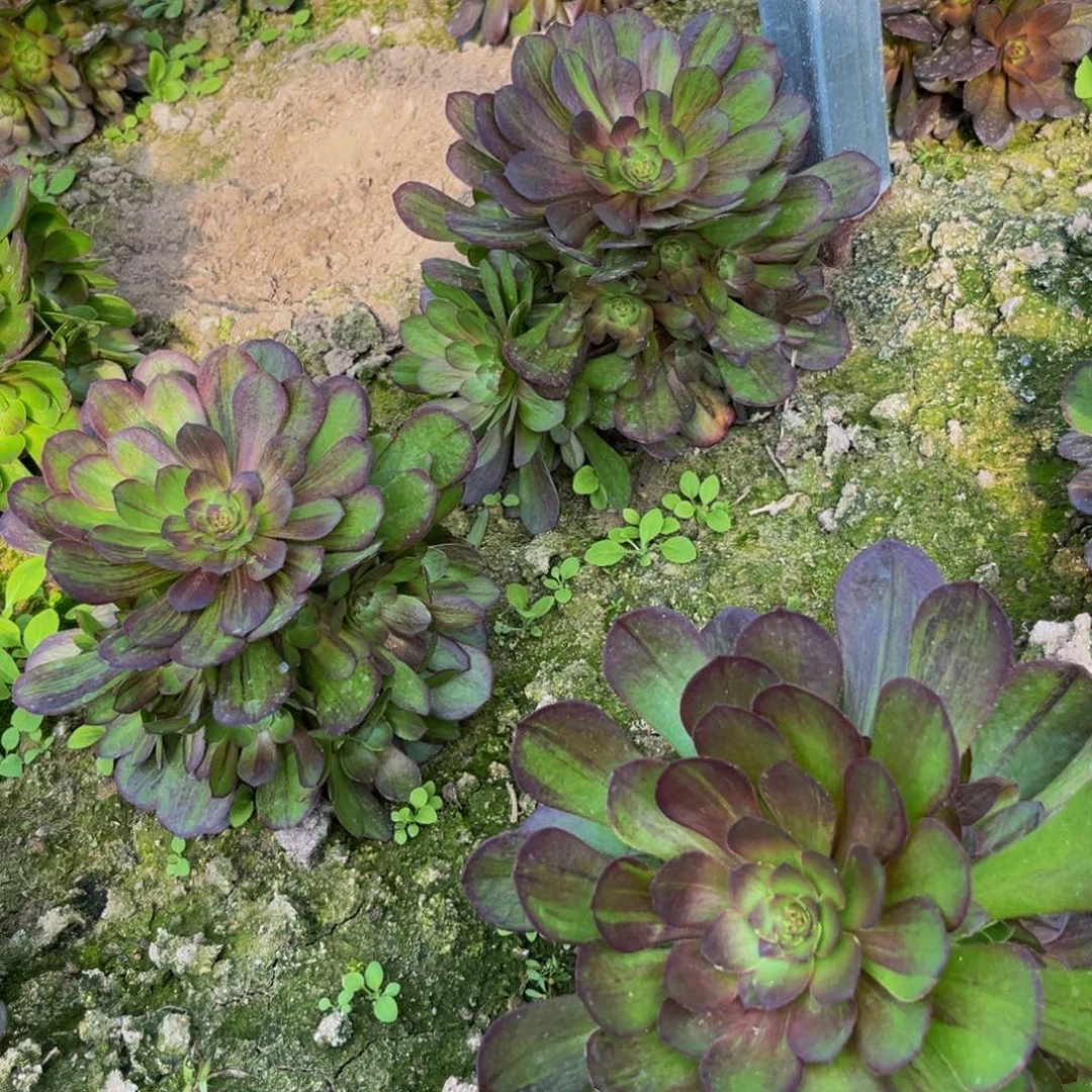 花月夜多肉植物捧花