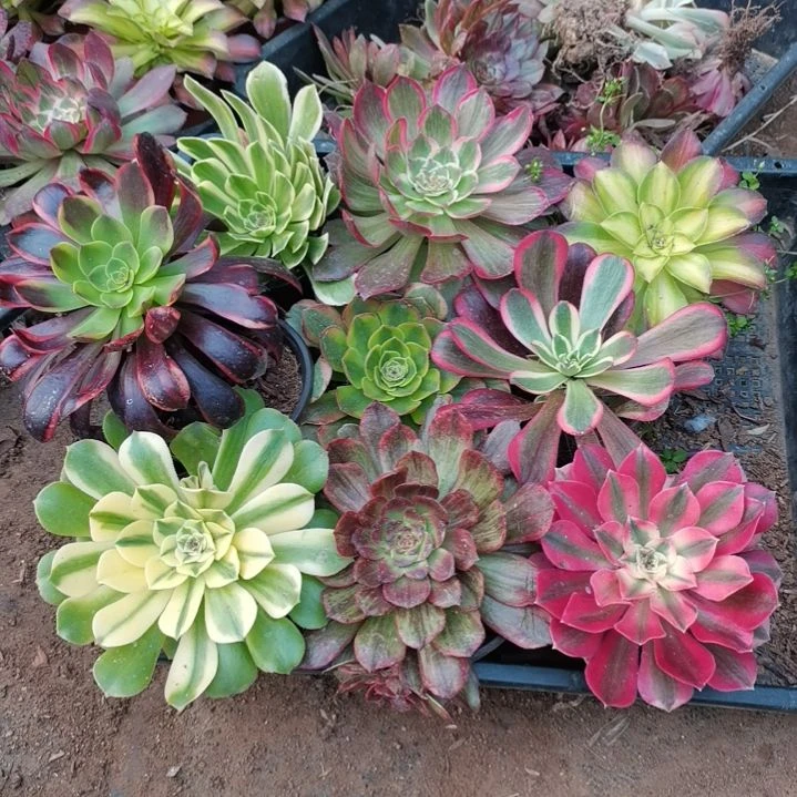 李*莉辛+半夏4颗+粉+韶华+海王+艳凝法师