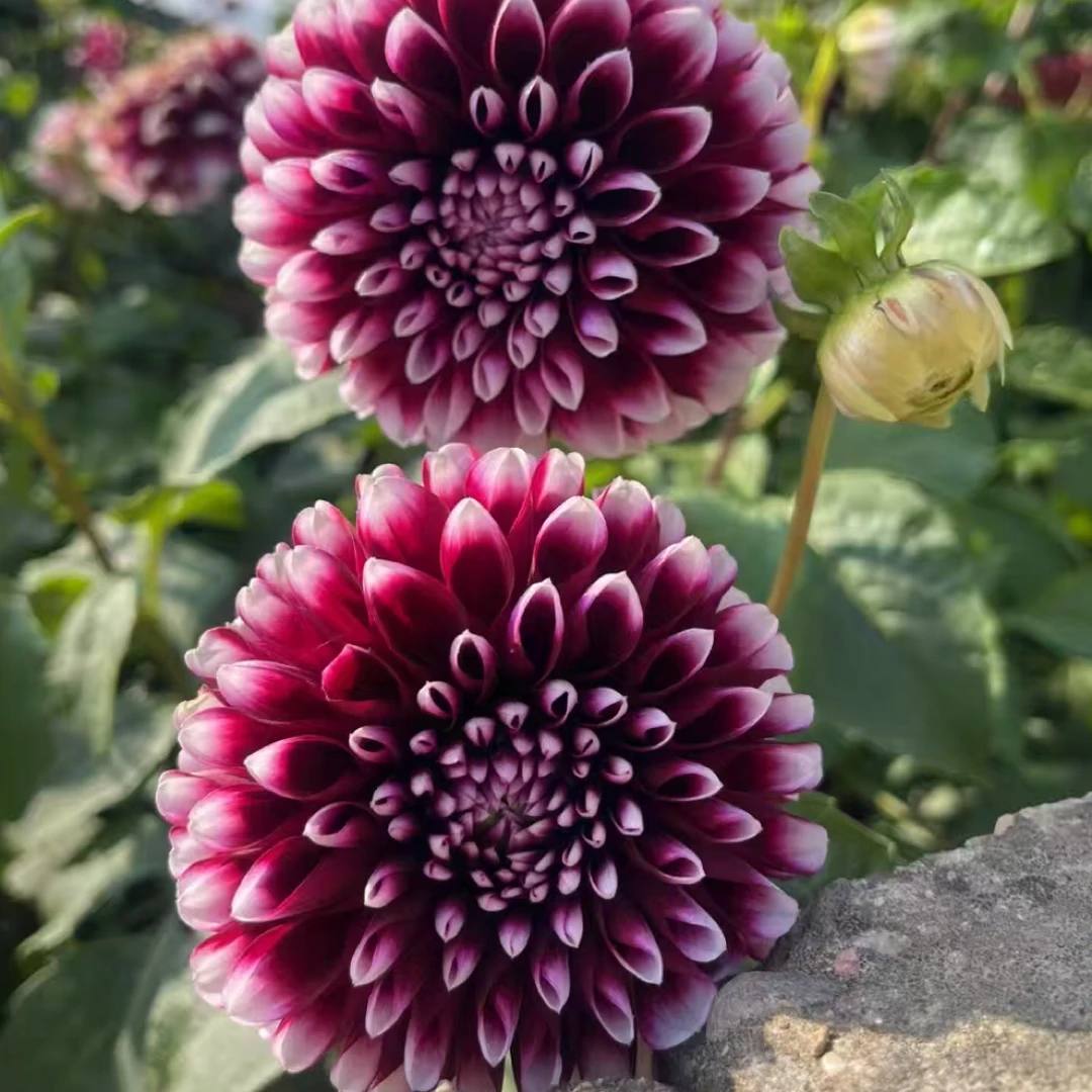 黑红白尖大丽花种植基地直发多年生室内外可种植