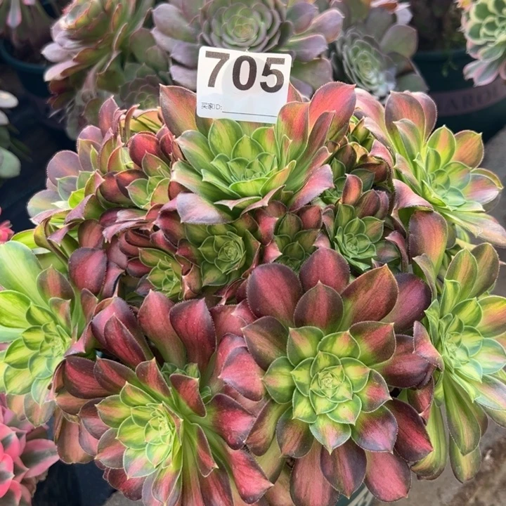 705韶华25厘米左右