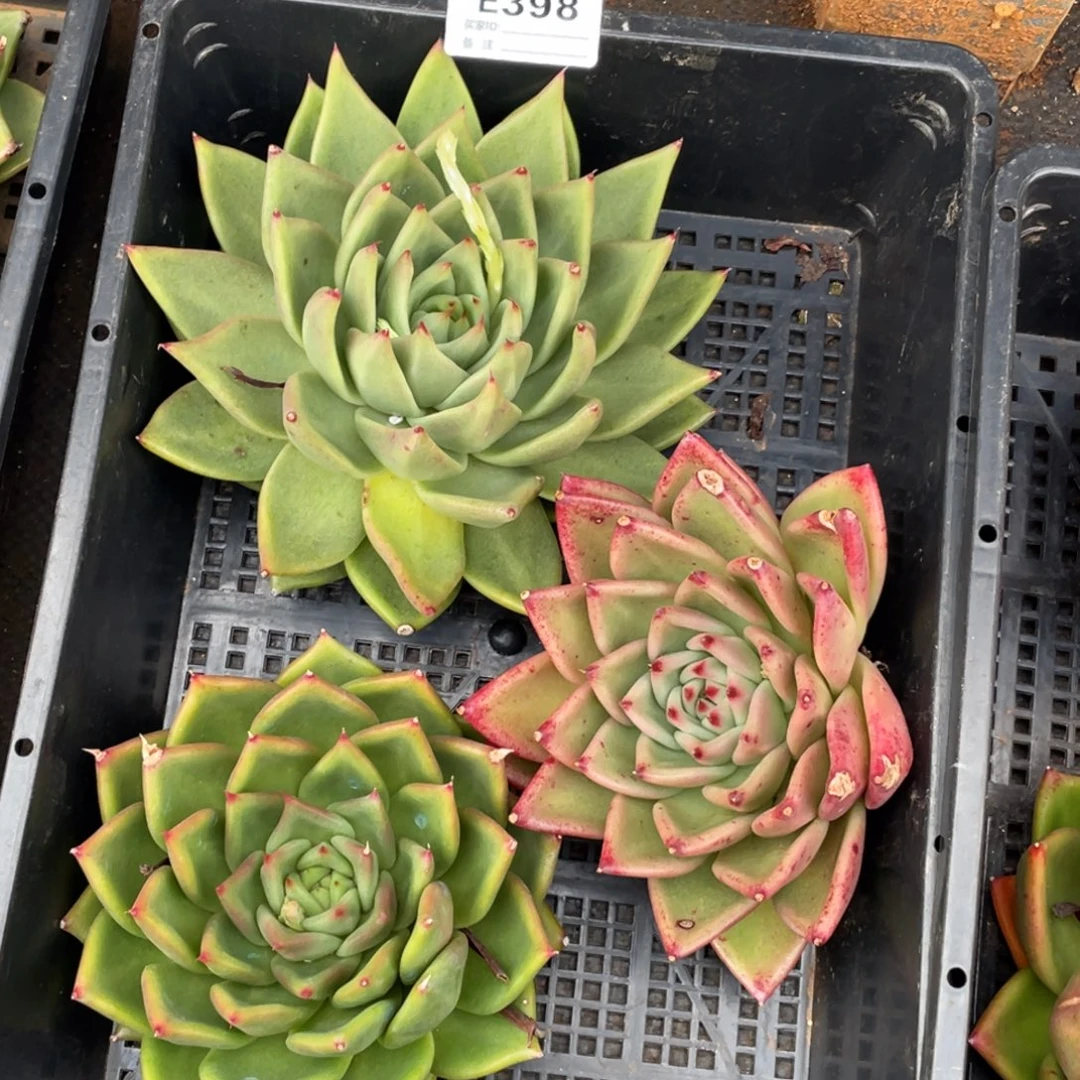 无花朵若如东云单拍E398