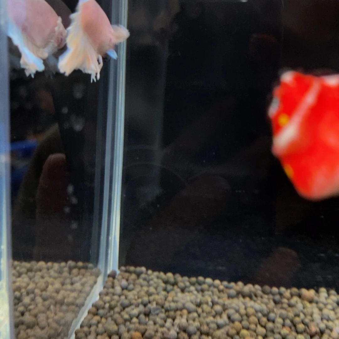 热带鱼公198绣球