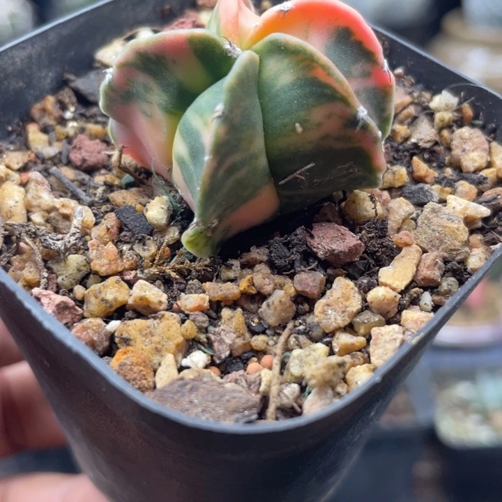 实生鸾凤玉锦散斑锦