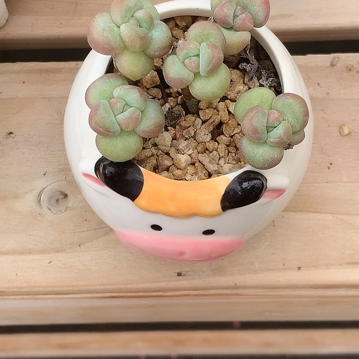 敏***紫Gmail发了额累了了贝拉夫人log咯饿了来咯的