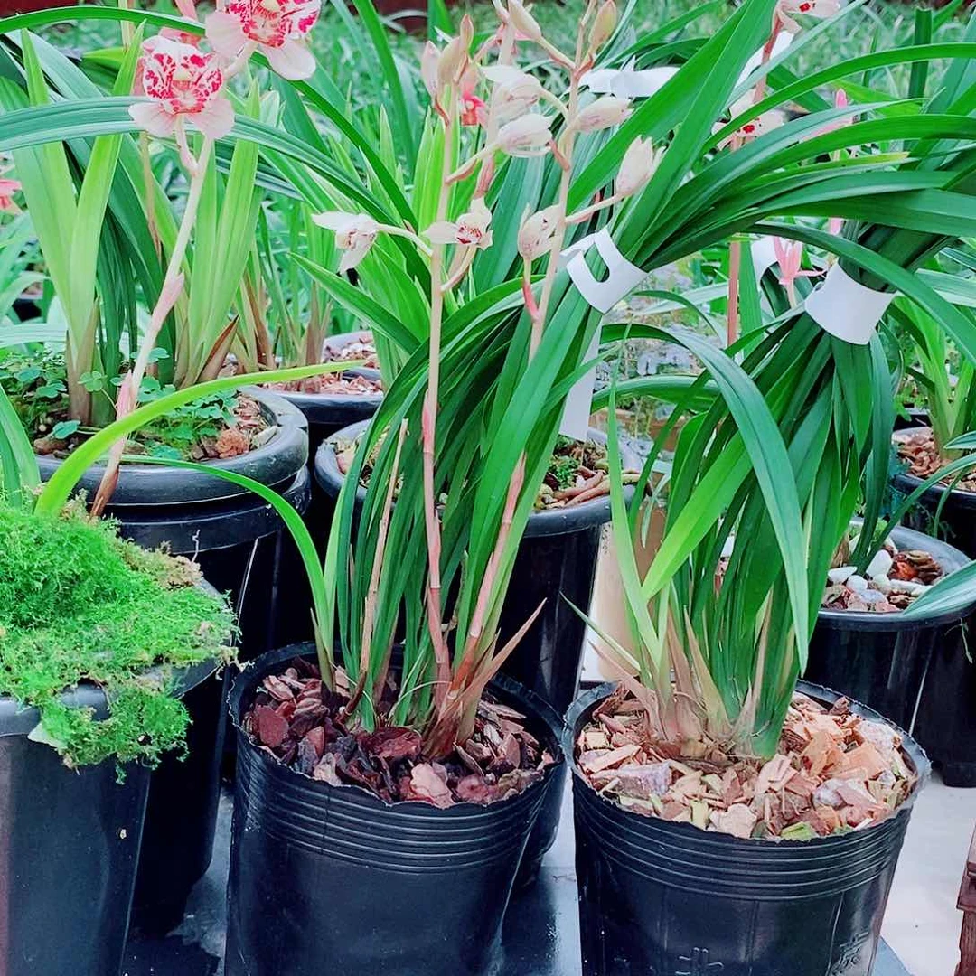 兰***颜全部花苞一物一拍漂亮开花