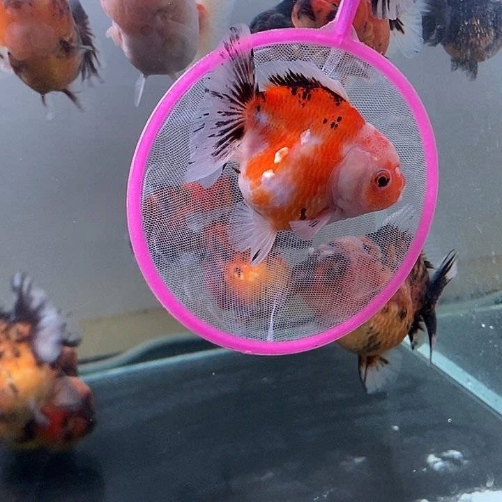 海水鱼精品泰狮系列