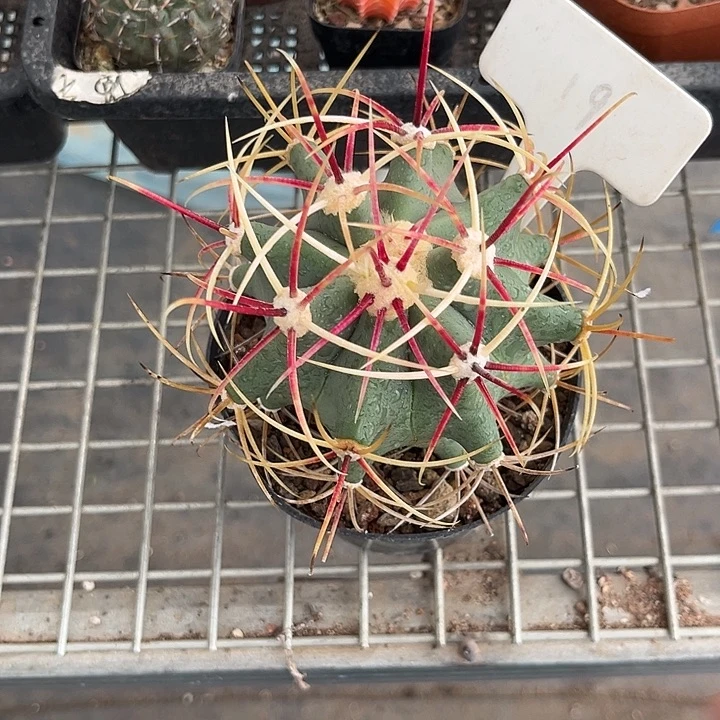 我也不知道我为什么要这样对