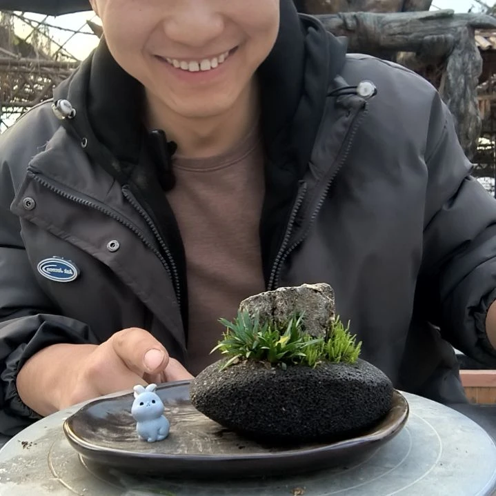 一**艺小盆景小植物一物一拍233