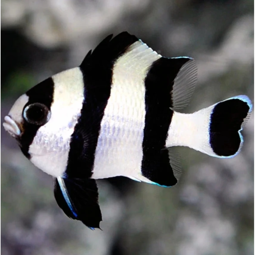 三间雀 海水观赏鱼