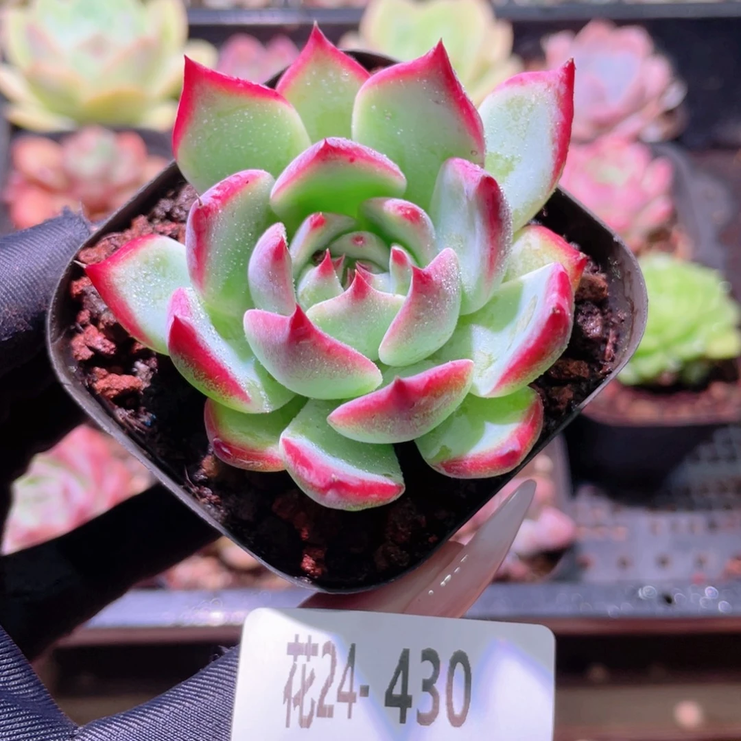 花利美24-430吉娃娃
