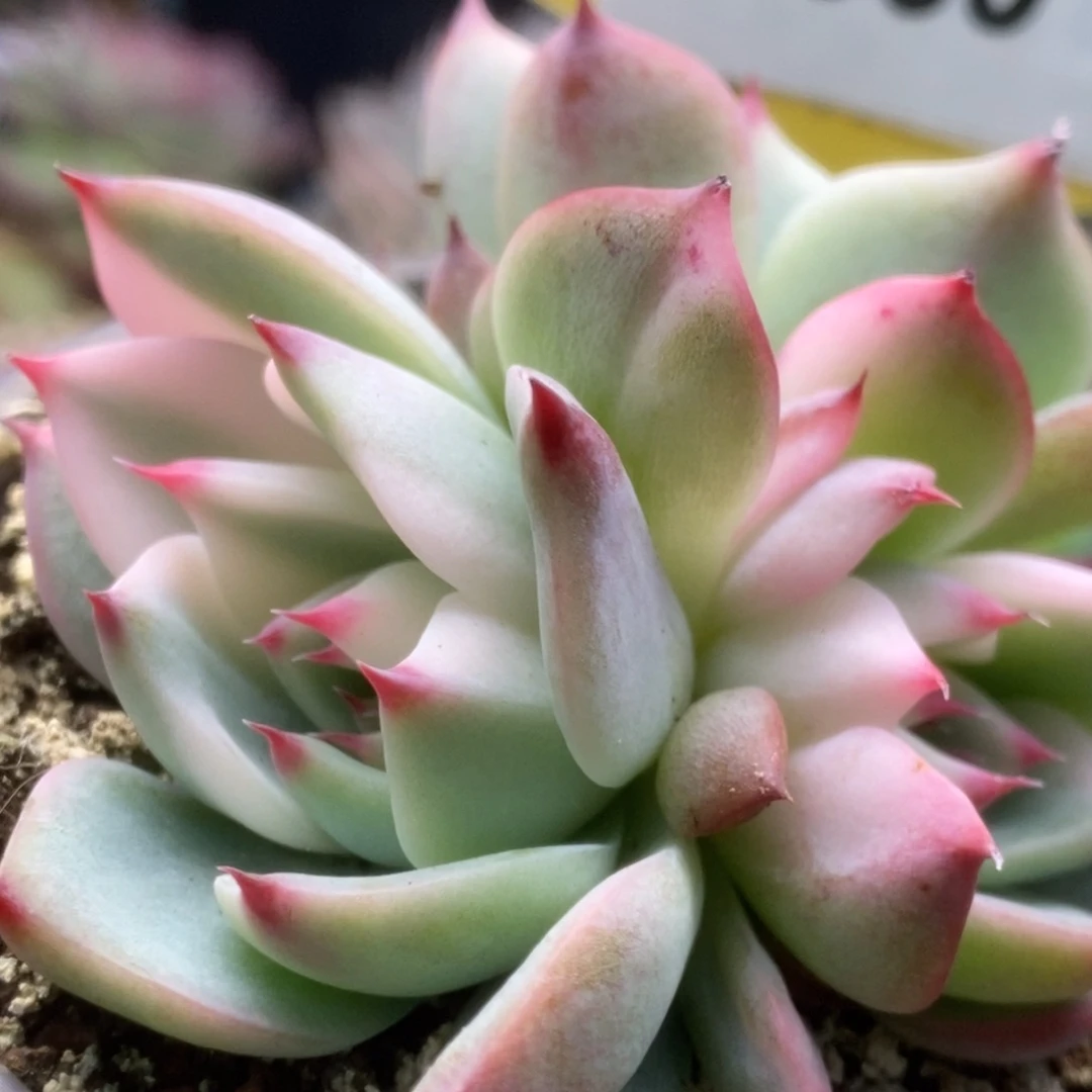 060锦锦锦锦锦锦锦锦锦