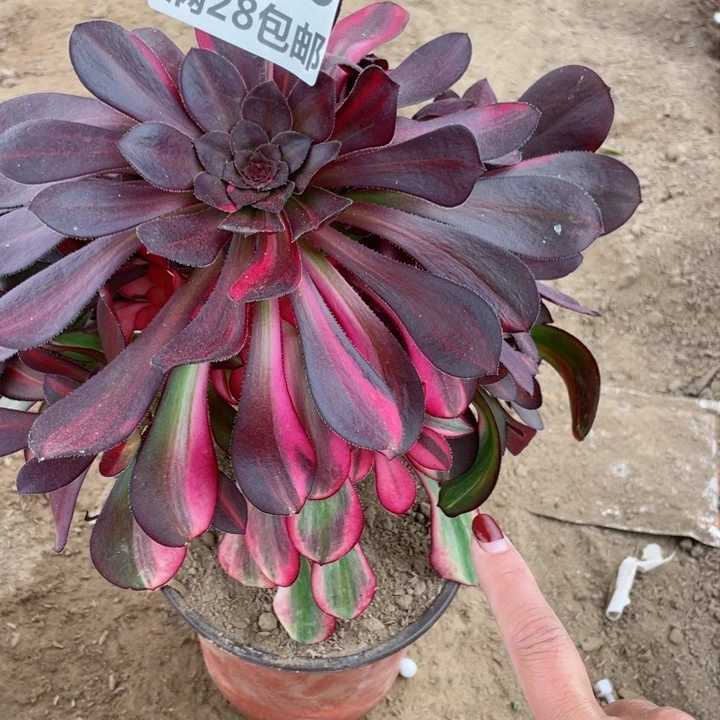 3760二号棚花蝴蝶D