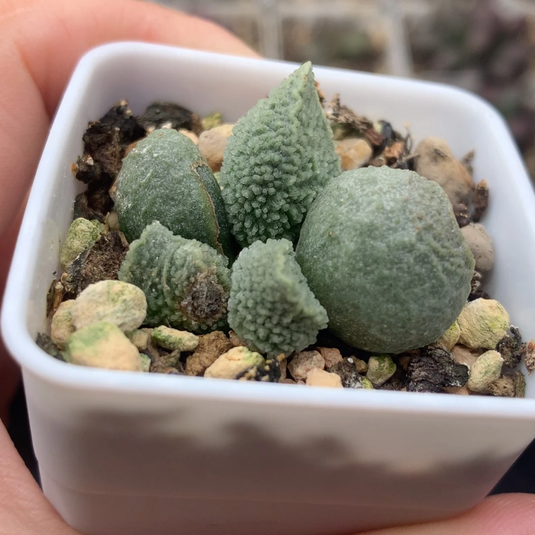 绿帝王 一物一拍包邮