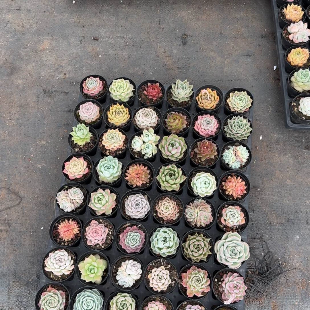 48颗量拍不带盆多肉杂交