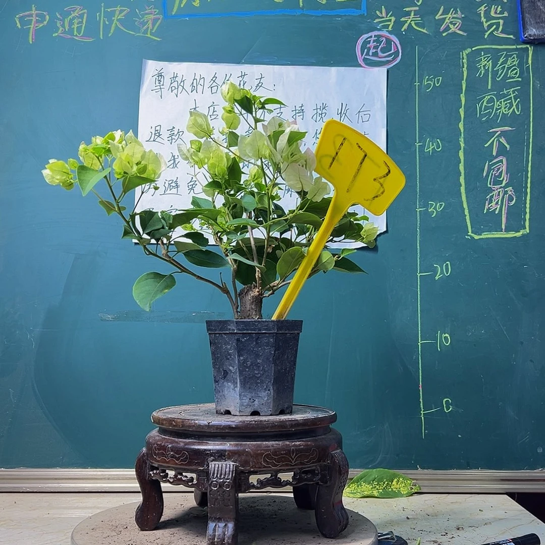 当前无花栽培后可以开花绿樱 大宝173