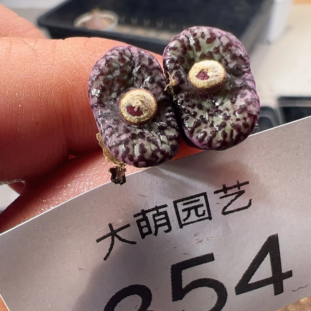 一物一拍。      854